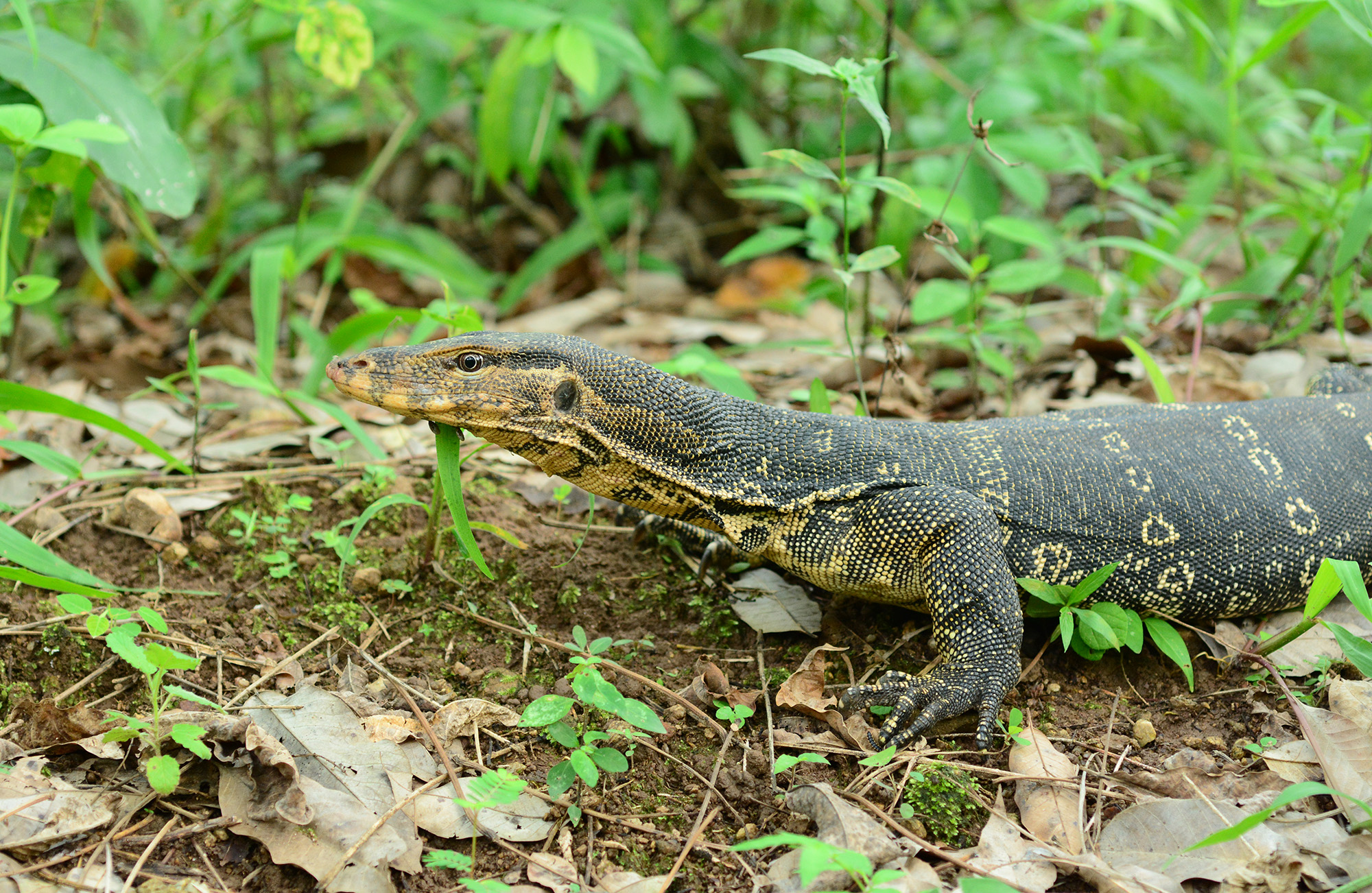 An adult Water Monitor in Z Village